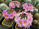 Mammillaria blossfeldiana - 10 семян