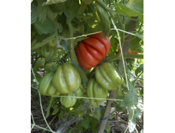 Томат Этуаль