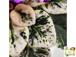 Grog (H.Pittman) (пасынок укоренённый)