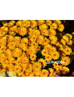 Хризантема мультифлора Jacqueline yellow
