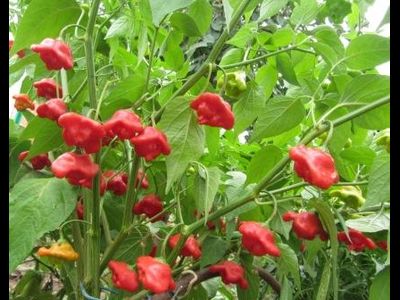 Перец острый Колокольчик (Bishop Crown, Bishop Hat, Christmas bell)