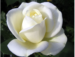 Анна мария (Anna Maria )