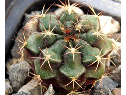 Gymnocalycium bruchii v. niveum VG 536