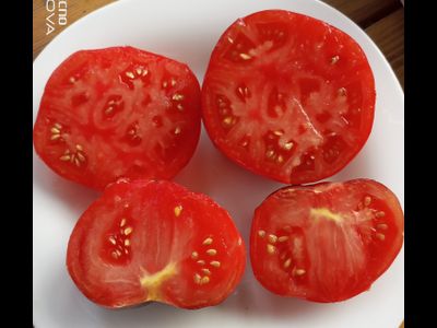 Томат Озарк восход (Ozark Sunrise), Германия