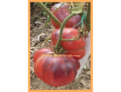 Томат Голубая прелесть (Blue Beauty), США