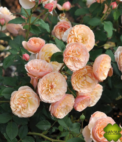 КУЛИНАРНАЯ РОЗА ПАРКОВАЯ "ЭВЕЛИН ВАЙЛД" (СЛАДКИЙ ВКУС И АРОМАТ)