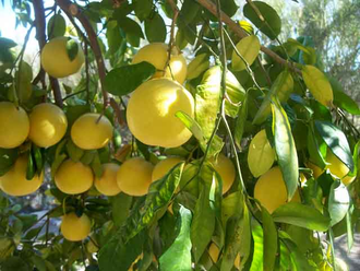 Грейпфрут белый (Citrus paradisi) цедра (5 мл) - 100% натуральное эфирное масло