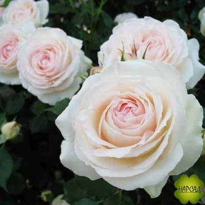 РОЗА ПЛЕТИСТАЯ "ПАЛЕ РОЯЛЬ" (PALAIS ROYAL)