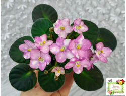 Heinz's Bubbles (H.Dornbusch) (лист посажен 30.01.26)