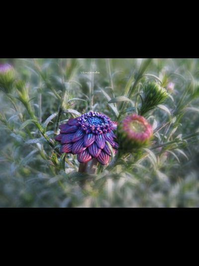 Кольцо в виде цветка &quot;Чаровник Фиолетовый&quot;