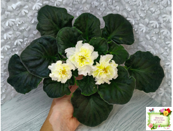 МК-Белый Янтарь (М. Карпова) 2023 г. (лист посажен 01.11.25)