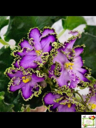 АВ-Пенная Вечеринка (Фиалковод) 2021 г.