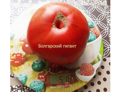 Томат Болгарский гигант (Bulgarian giant)