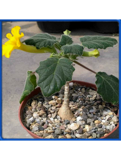 Uncarina roeoesliana