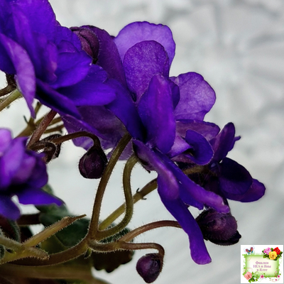 Sterling Trinket (E. Champion) (лист посажен 30.01.26)