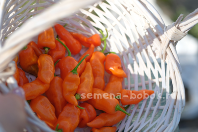 Перец сладкий Habanero Habanada  (Хабанеро Хабанада), 10 шт