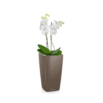 Орхидея Фаленопсис + MAXI-CUBI