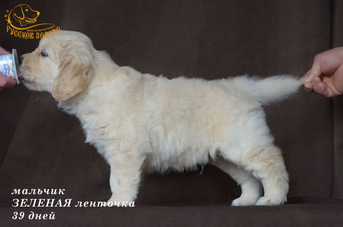 Щенок голден ретривера Русское Золото Ленар Самур