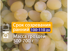 Кишмиш Энивел
