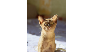 бурманскийкотенок