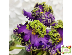 ЛЕ-Галатея Люкс (Е. Лебецкая) 2019 г.