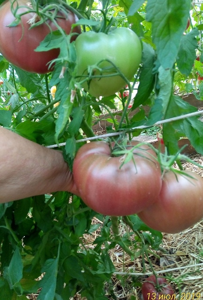 Томат Пурпурное сердце Рейнхарда (Reinhard's Purple Heart, Германия)