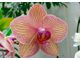 "Серединка орхидеи фаленопсис" вайнеры и каттеры