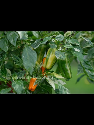 Перец сладкий Кенди Кейн желтый вариегатный (Candy Cane Yellow Variegat), 10 шт.