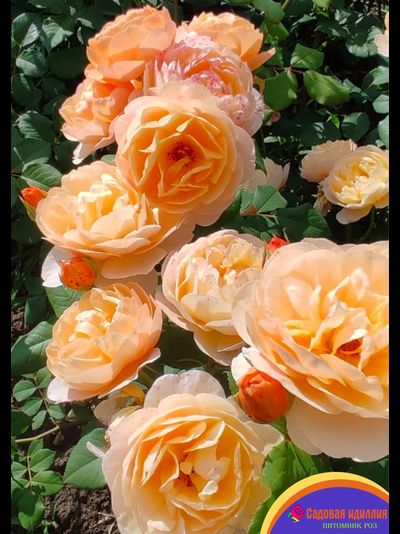 Роальд Даль (Roald Dahl)