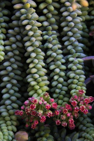 Sedum Burrito