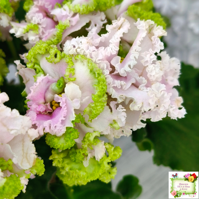 ЛЕ-Денди (Е. Лебецкая) 2011 г.