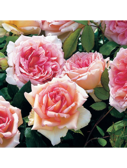 Джанет (Janet)