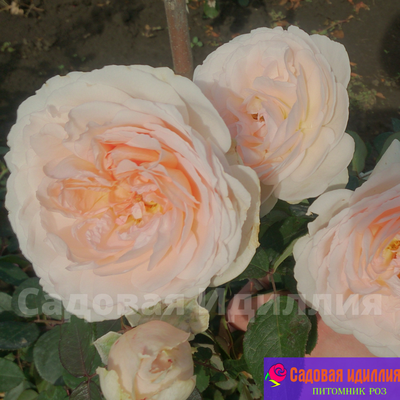 Мерхенцаубер (Marchenzauber)