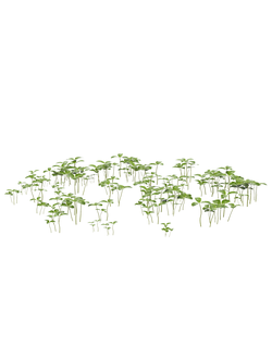 трава Клевер Clovers