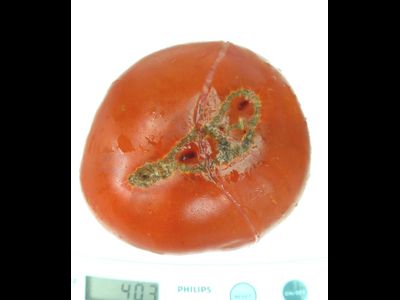 Томат Мир Марианны (Marianna's Peace)