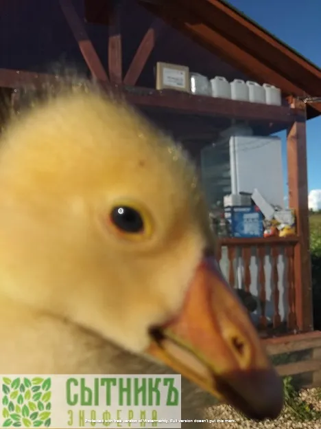 Любопятный гусенок на ферме Экотуризм