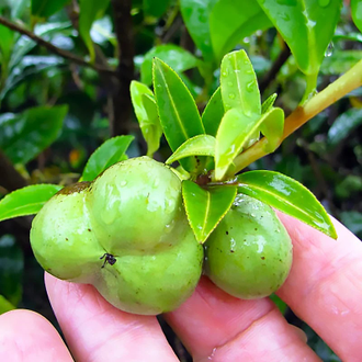 Семена Зеленого чая, Камелии китайской (Camellia sinensis var. assamica) Organic (нераф) 10 мл - масло базовое