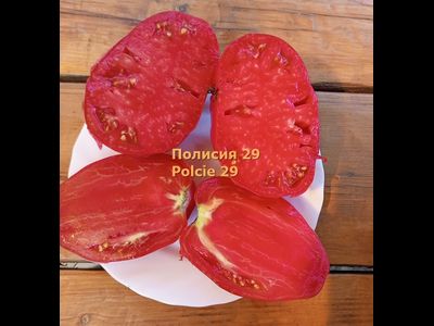 Томат Полиция 29 (Polcie 29). Польша