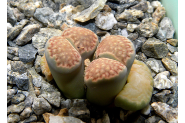 Lithops hallii (Израиль)
 