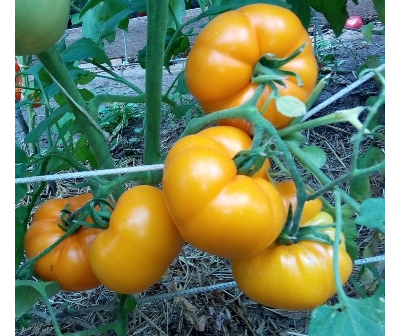 Томат Кубинский сладкий