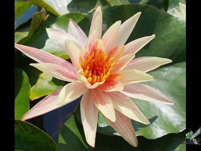 Нимфея Монселла