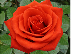 Сантана ( Santana), Ч/Г.