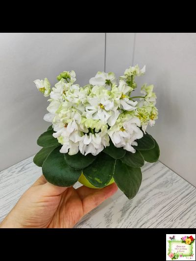 DS-Прекрасное Далеко (Dimetris) 2021 г.