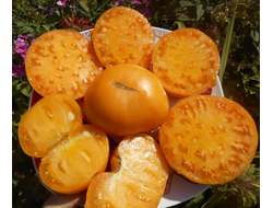 Томат Большой оранжевый хребет (Big Orange Cool Ridge)