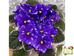 Rivermist Galaxy (J.Baker) (10973) 04/13/2018