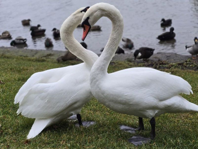 2026г. Спасск "Сафари-тур к маралам" + мастер-класс по росписи абашевской игрушки-свистульки (оленя)