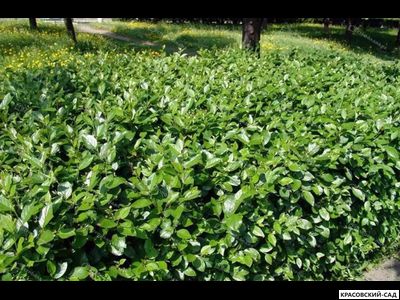 Кизильник блестящий - Cotoneaster lucidus