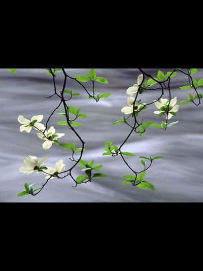 Купить греющую картину с фото цветущая ветка над водой