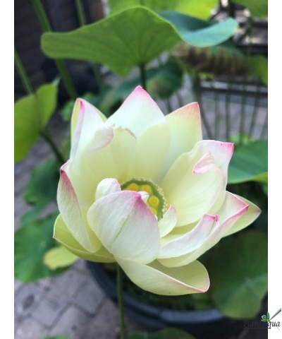 Лотос Ксяо Сан Се Лян (Xiao San Se Lian)