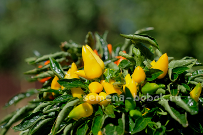 Перец острый Сальса Желтая (Salsa Yellow), 10 шт